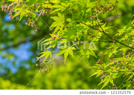 Fresh new greenery - Maple trees in bloom 121352570