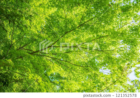 Refreshing new greenery New greenery image material Refreshing new greenery New greenery image material 121352578