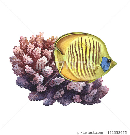 Marine, reef yellow butterfly fish. A hand-drawn watercolor illustration. Aquarium, tropical, reef fish and corals. For postcards, prints, stickers and flyers. For banners and posters 121352655