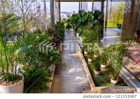 Various green plants in winter garden modern atrium, sunny spring day, clear blue sky city background Various green plants in winter garden modern atrium, sunny spring day, clear blue sky city background 121353067