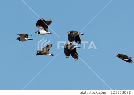 A flock of flying lapwings A flock of flying lapwings 121353088