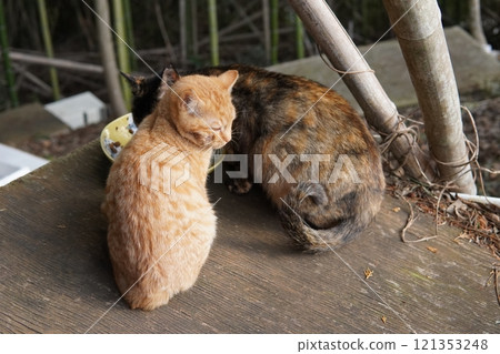 A kitten with a hurt cheek and not feeling well 121353248