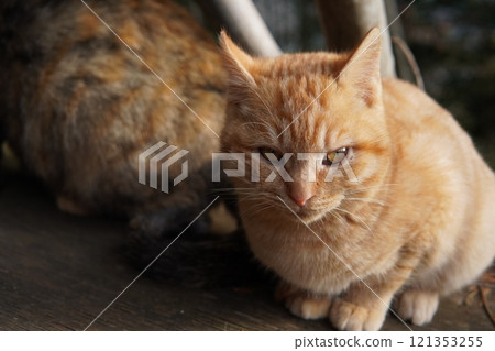 A kitten with a hurt cheek and not feeling well 121353255