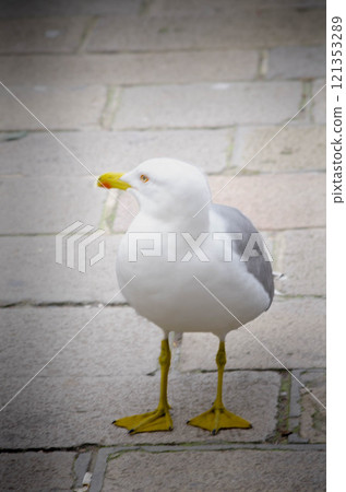 Solo Seagull Standing on Cobblestone Path Solo Seagull Standing on Cobblestone Path 121353289