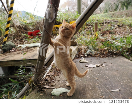 A cute kitten playing happily despite a hurt cheek 121353478