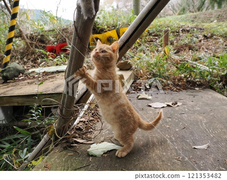 A cute kitten playing happily despite a hurt cheek 121353482