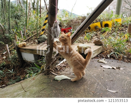 臉頰受傷也能快樂玩耍的可愛小貓 121353513
