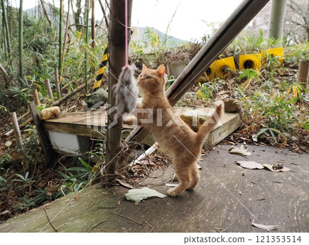 A cute kitten playing happily despite a hurt cheek A cute kitten playing happily despite a hurt cheek 121353514