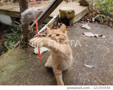A cute kitten playing happily despite a hurt cheek A cute kitten playing happily despite a hurt cheek 121353550