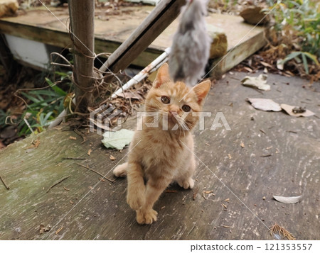 A cute kitten playing happily despite a hurt cheek 121353557