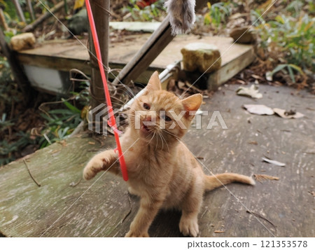 A cute kitten playing happily despite a hurt cheek 121353578