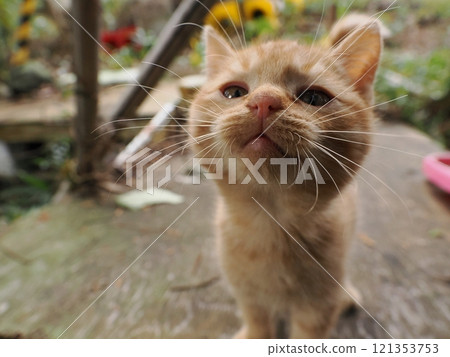 A cute kitten playing happily despite being injured 121353753