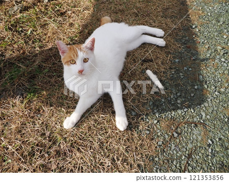 睡覺在長凳的貓 121353856