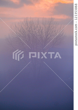 A wonderful morning foggy day. Fog in summer, tree in haze. Vertical photo 121353868
