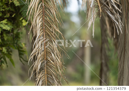 Dry dead palm tree on Florida home backyard Dry dead palm tree on Florida home backyard 121354379