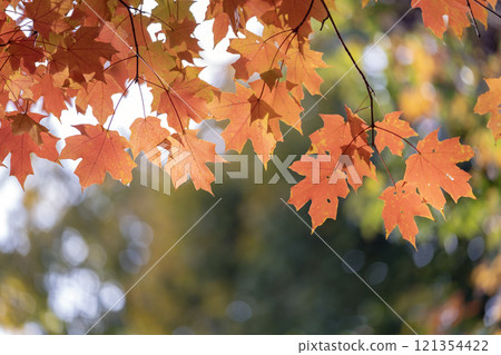 Colorful fall foliage in autumnal park. Yellow forest leaves landscape 121354422