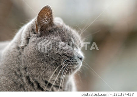 Closeup portrait of serious grey furry cat. 121354437