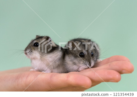 Closeup of two small funny miniature jungar hamsters sitting on a woman's hands. Fluffy and cute Dzhungar rats at home. 121354439
