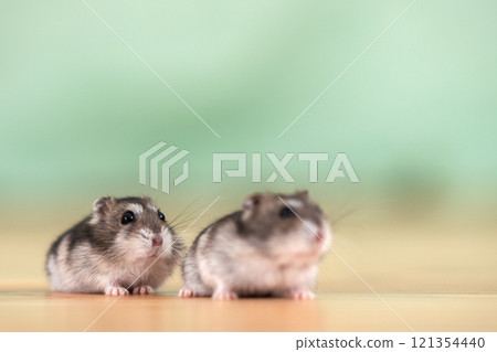 Closeup of two small funny miniature jungar hamsters sitting on a floor. Fluffy and cute Dzhungar rats at home. Closeup of two small funny miniature jungar hamsters sitting on a floor. Fluffy and cute Dzhungar rats at home. 121354440