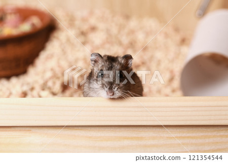 Cute Djungarian hamster sits in Wooden Cage looks at camera. Pet Care concept, Love for animals. Cute Djungarian hamster sits in Wooden Cage looks at camera. Pet Care concept, Love for animals. 121354544