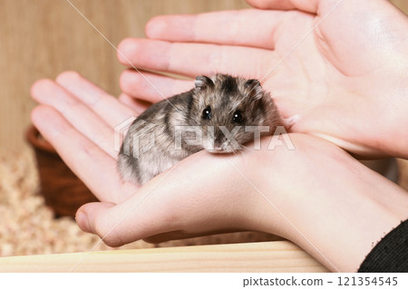 Cute Djungarian hamster sits in arms of Child and looks at camera. Pet Care concept, Love and Taming Hamster Cute Djungarian hamster sits in arms of Child and looks at camera. Pet Care concept, Love and Taming Hamster 121354545
