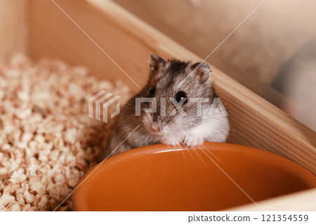 Domestic Djungarian Hamster. Empty Feeding Bowl. Campbells dwarf Hamster Phodopus campbelli. Domestic Djungarian Hamster. Empty Feeding Bowl. Campbells dwarf Hamster Phodopus campbelli. 121354559