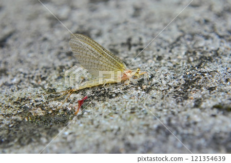 Affiliation 121354639