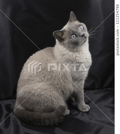 A beautiful blue British Shorthair cat with striking blue eyes posing against a black background. The cat's thick, plush fur and rounded face are characteristic of the breed. A beautiful blue British Shorthair cat with striking blue eyes posing against a black background. The cat's thick, plush fur and rounded face are characteristic of the breed. 121354799