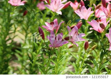 清新的百合花 121355017