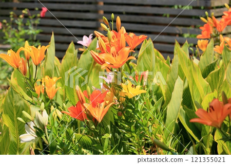 充滿活力的百合花 充滿活力的百合花 121355021