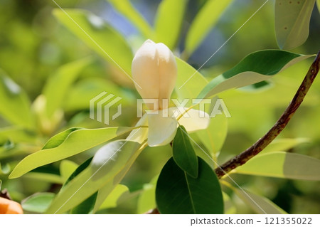 清爽的大桑木花蕾 121355022