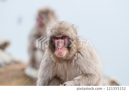Japanese macaque Arashiyama Monkey Park Iwatayama 121355152