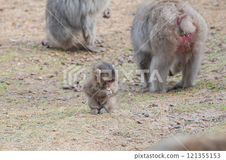小猴子吃零食 嵐山猴子公園 岩田山 小猴子吃零食 嵐山猴子公園 岩田山 121355153
