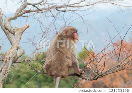 Japanese macaques sitting on a tree, Arashiyama Monkey Park Iwatayama 121355166