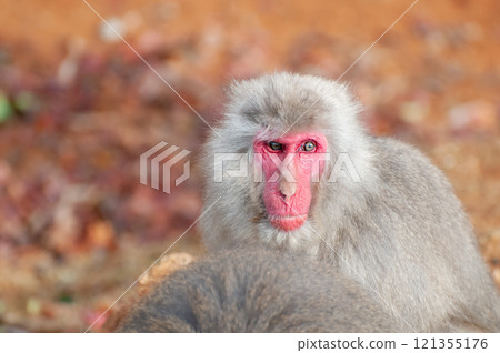 Japanese macaque Arashiyama Monkey Park Iwatayama 121355176