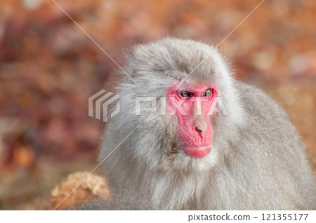 Japanese macaque Arashiyama Monkey Park Iwatayama 121355177