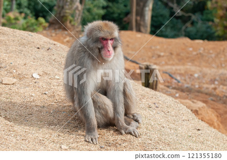 Japanese macaque Arashiyama Monkey Park Iwatayama 121355180