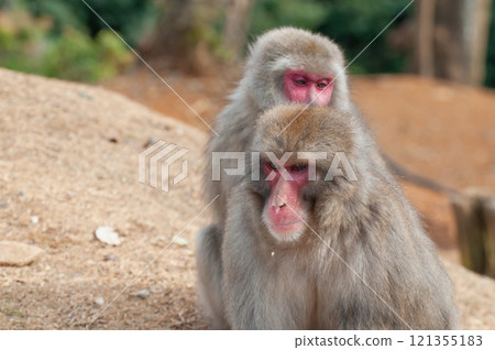 日本獼猴美容 Arashiyama Monkey Park Iwatayama 日本獼猴美容 Arashiyama Monkey Park Iwatayama 121355183