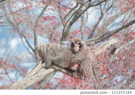日本獼猴嵐山猴子公園岩田山 日本獼猴嵐山猴子公園岩田山 121355184