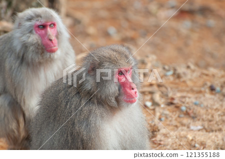 日本獼猴嵐山猴子公園岩田山 121355188