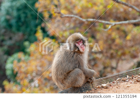 日本獼猴嵐山猴子公園岩田山 121355194