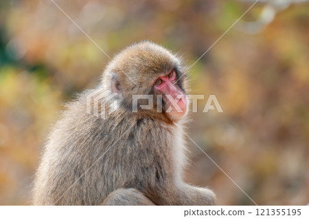 日本獼猴嵐山猴子公園岩田山 日本獼猴嵐山猴子公園岩田山 121355195