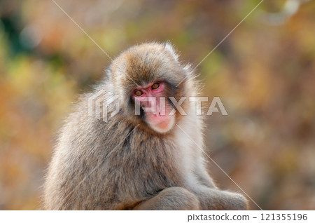 日本獼猴嵐山猴子公園岩田山 121355196