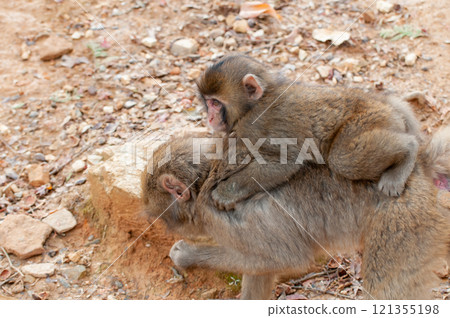 Baby monkey riding on parent's back - Arashiyama Monkey Park Iwatayama 121355198