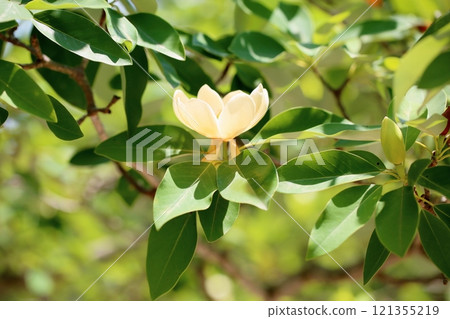 Refreshing blooming of the Chinese lantern flower 121355219