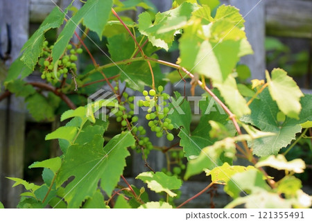 可愛的葡萄水果特拉華 可愛的葡萄水果特拉華 121355491