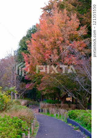 Autumn at Ashikaga Park Autumn at Ashikaga Park 121355550