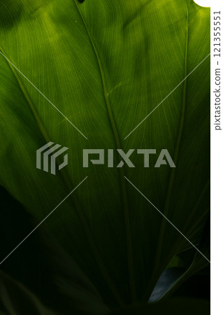 Large leaf vein vein Large leaf vein vein 121355551