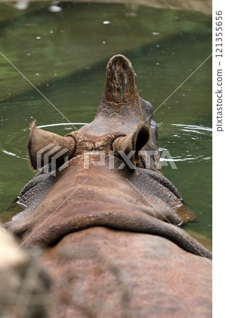 Back of an Indian rhinoceros in water Back of an Indian rhinoceros in water 121355656