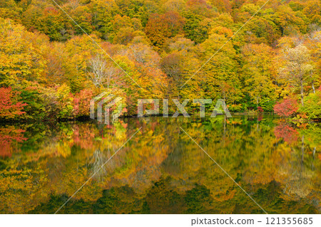 Waterside of Kamaike 121355685
